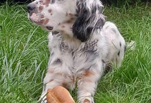 casa_vacanze_langhe_fronte_cane