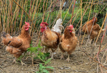 casa_vacanze_langhe_fronte_galline