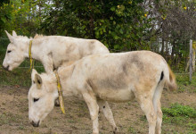 casa_vacanze_langhe_animali